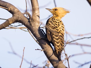  - Ochre-backed Woodpecker