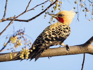  - Ochre-backed Woodpecker