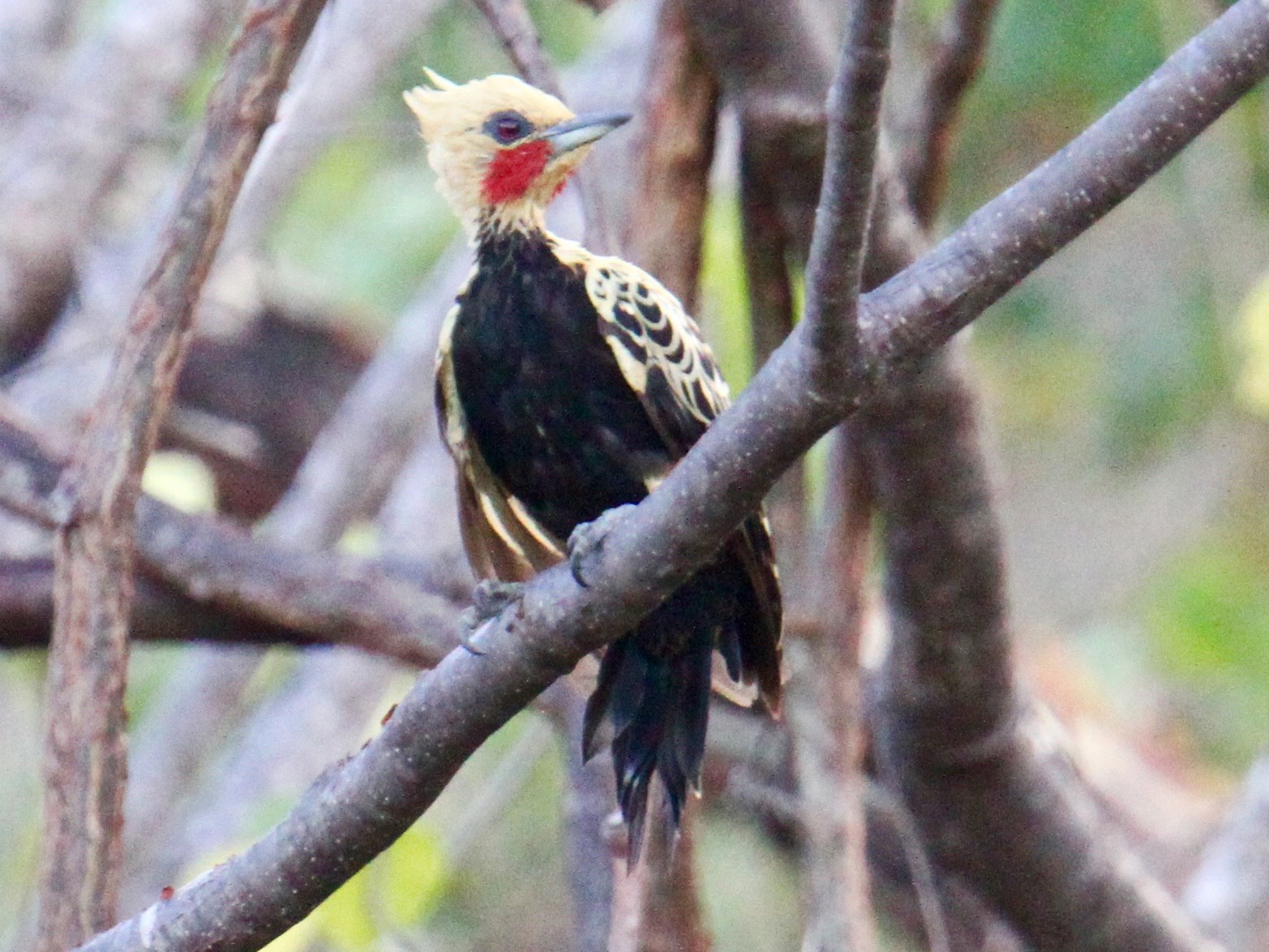 Ochre-backed Woodpecker - Anthony Collerton
