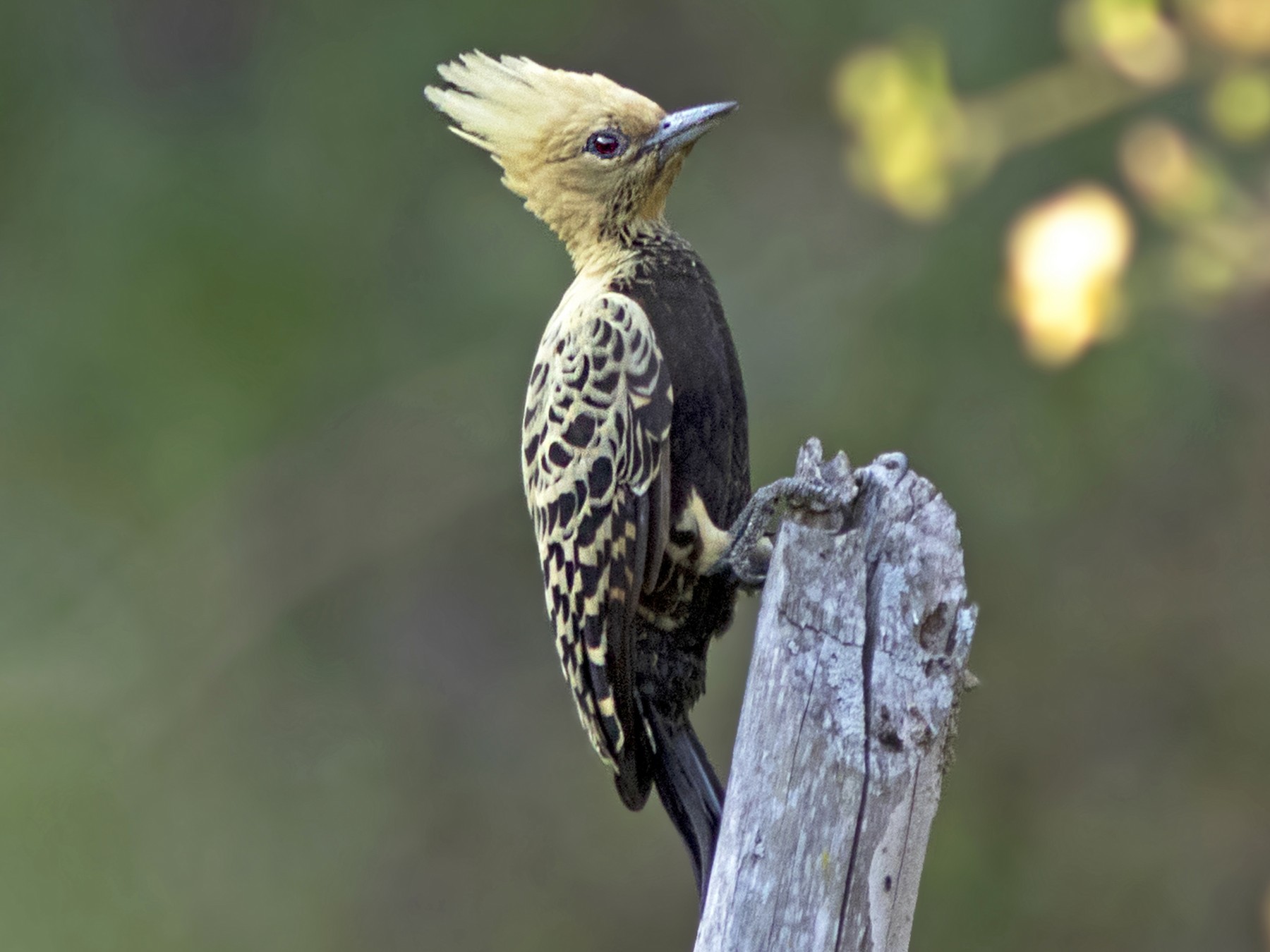 Ochre-backed Woodpecker - Caio Brito