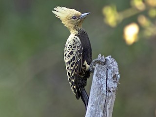  - Ochre-backed Woodpecker