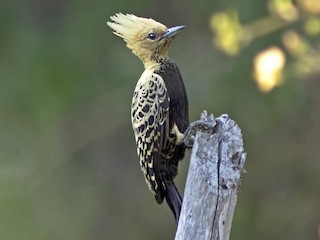 Female - Caio Brito - ML188513321