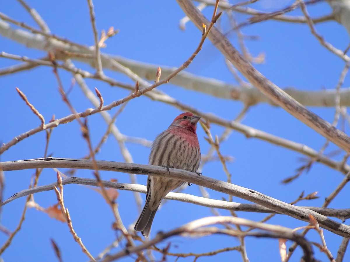 House Finch - Kevin Williams