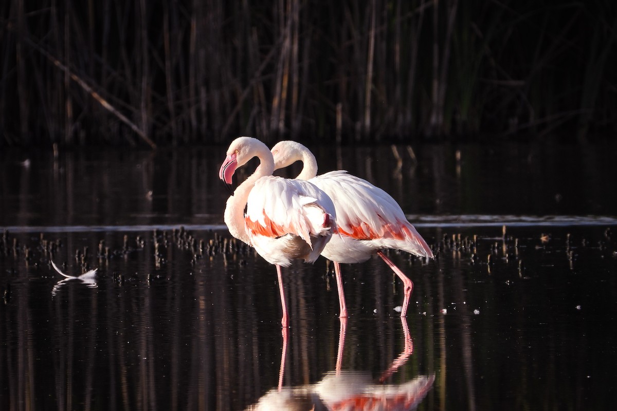 Greater Flamingo - ML188515511