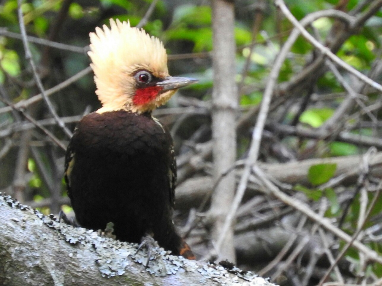 Pale-crested Woodpecker - Enrique Chiurla