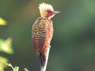  - Pale-crested Woodpecker