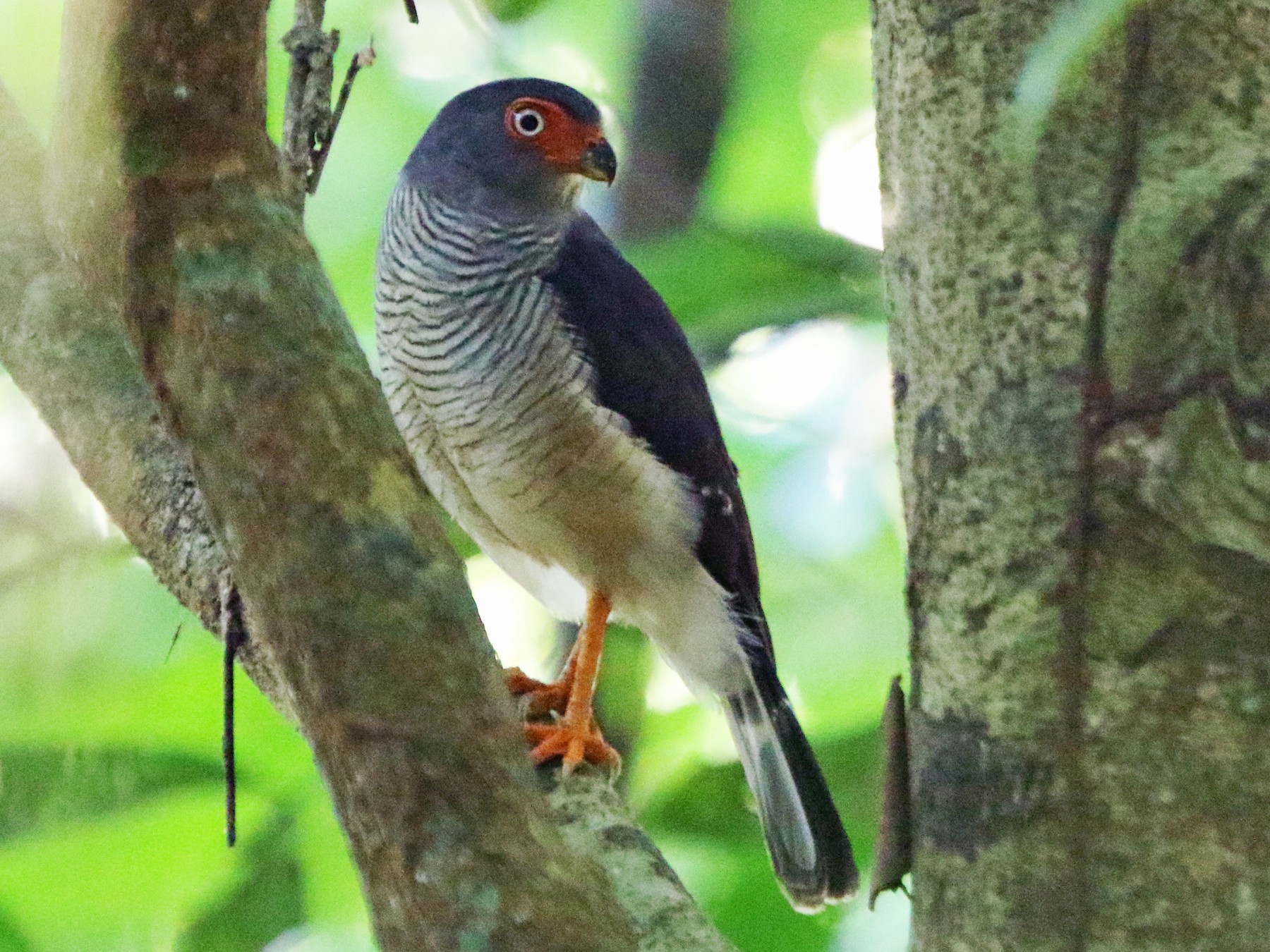 Cryptic Forest-Falcon - Ian Thompson