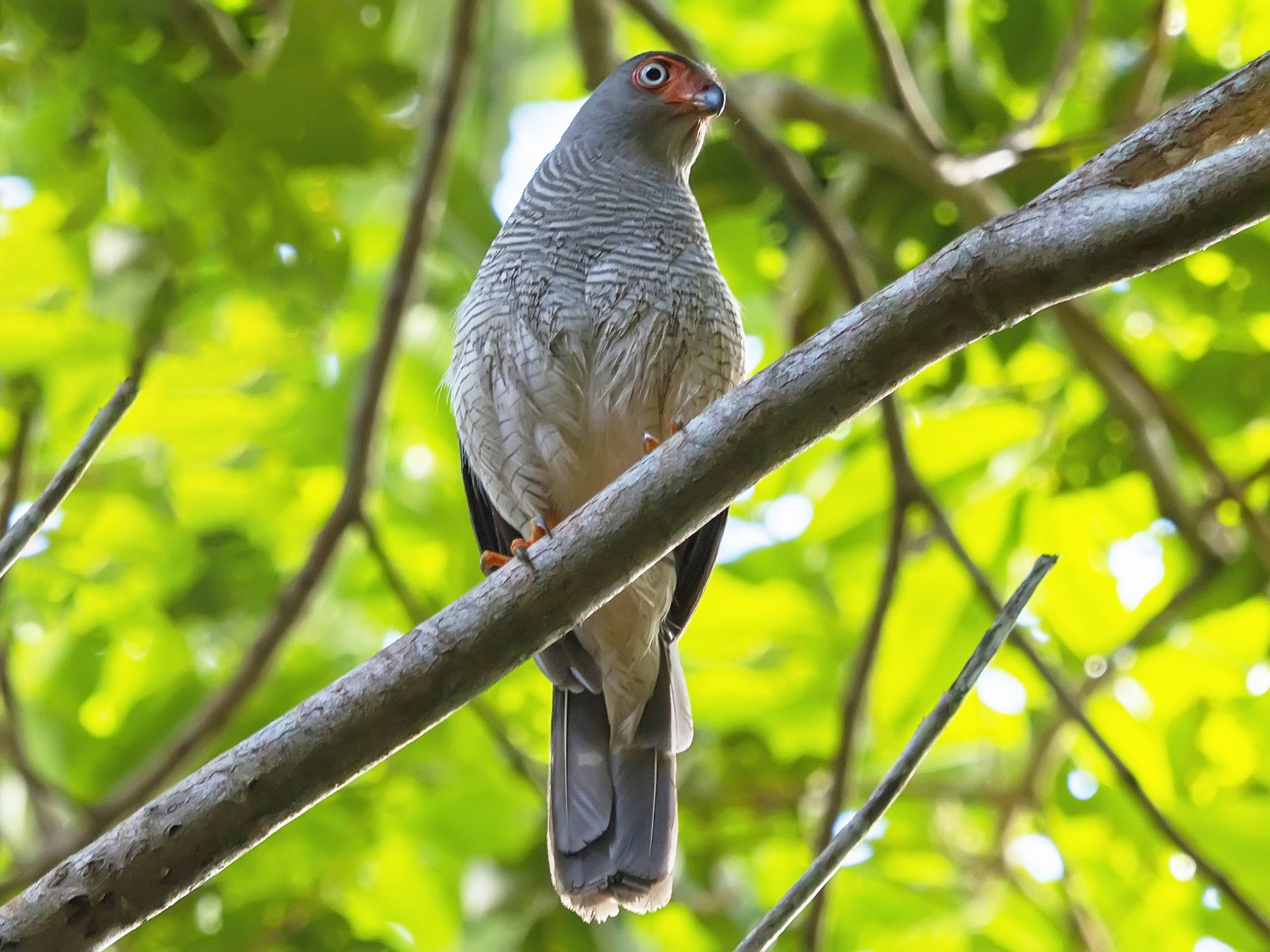Cryptic ForestFalcon eBird