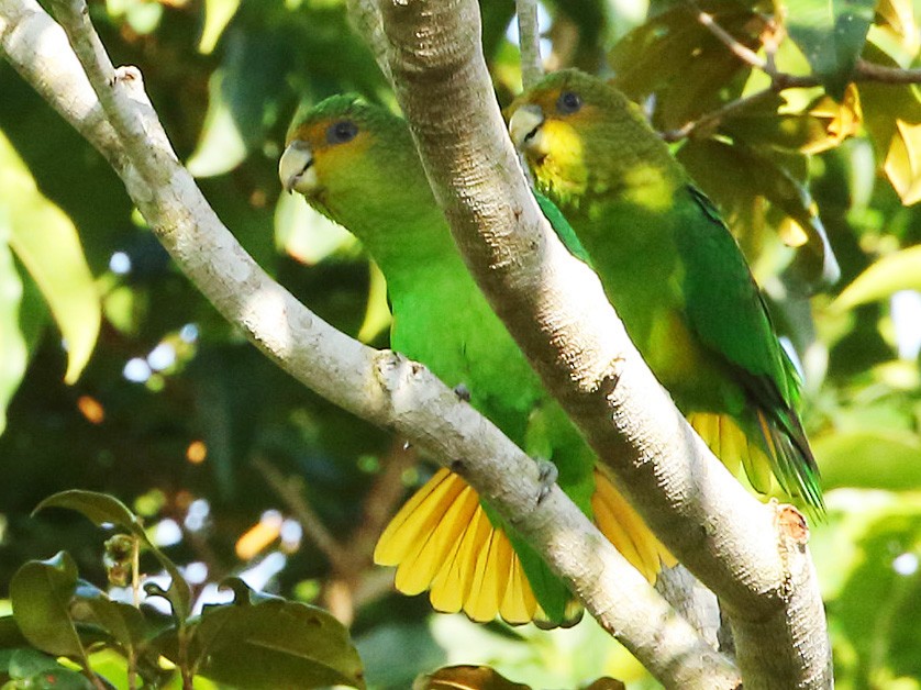 Golden-tailed Parrotlet - Gilvan Moreira