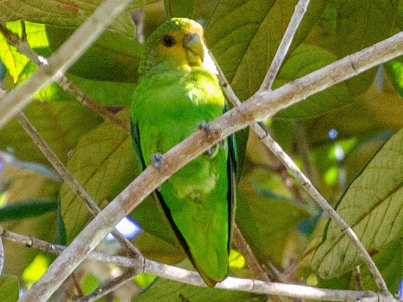 Golden-tailed Parrotlet - Allisson Cafeseiro