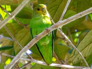  - Golden-tailed Parrotlet
