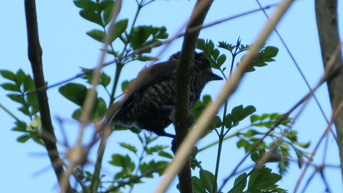 White-barred Piculet - ML188516291