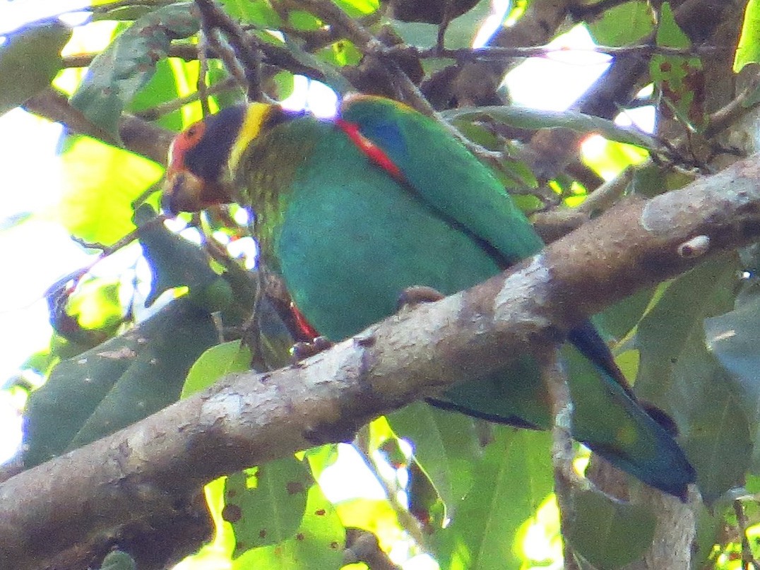 Vulturine Parrot - Willian Menq