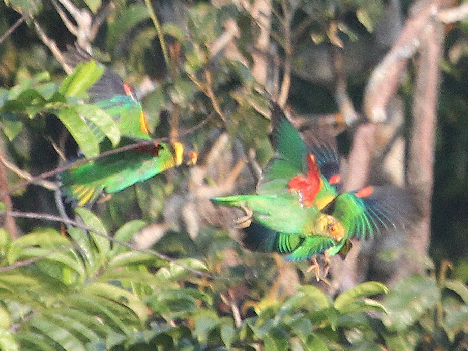 Vulturine Parrot - Alexander Lees