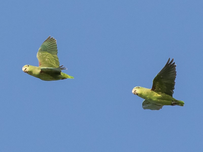 Short-tailed Parrot - Tom Johnson