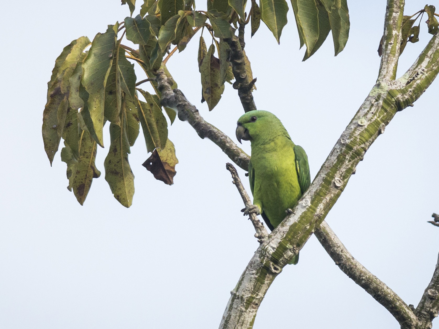 Short-tailed Parrot - Claudia Brasileiro