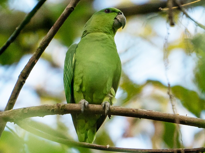 Short-tailed Parrot - Joao Quental JQuental