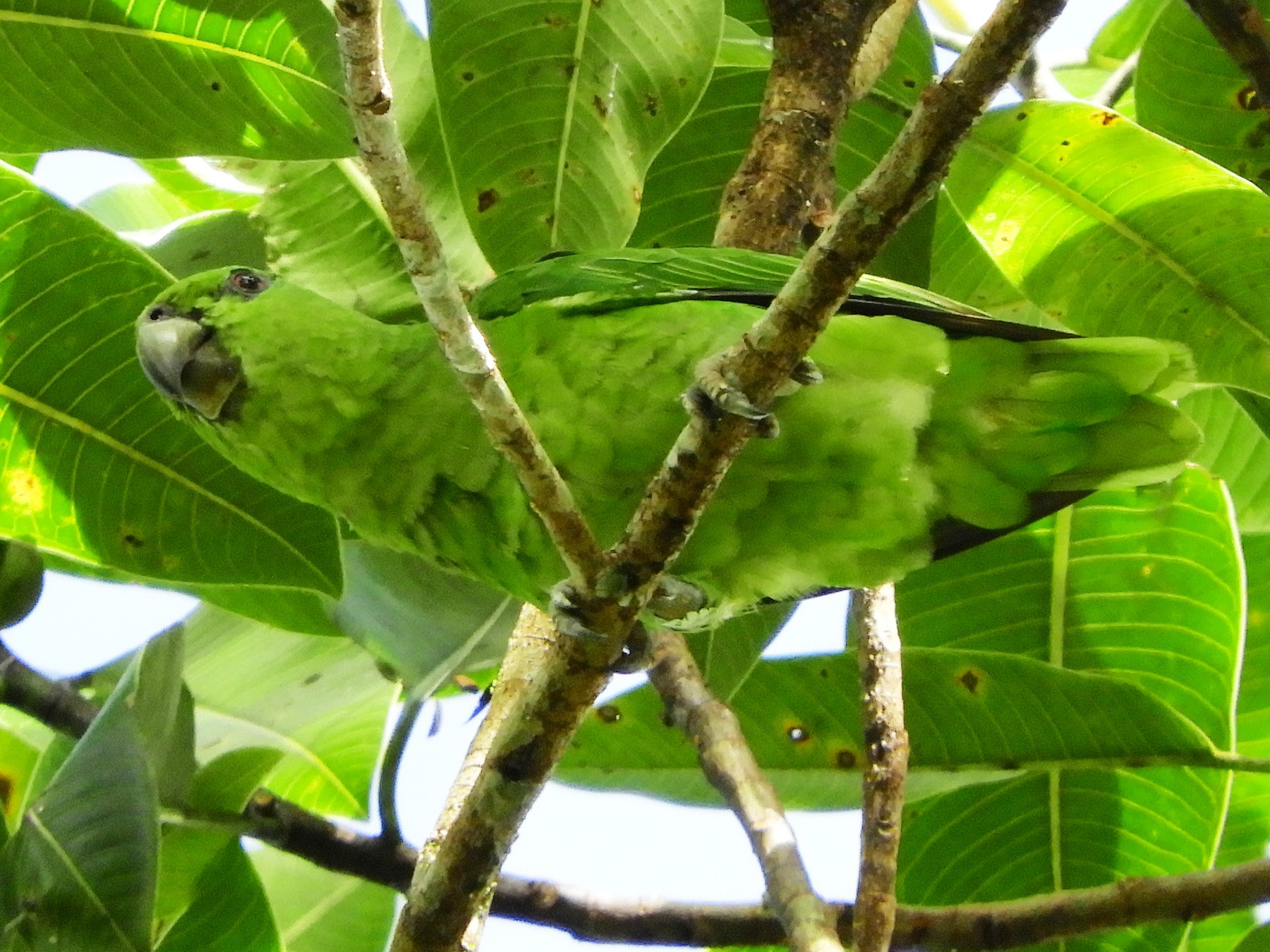 Short-tailed Parrot - Jorge Muñoz García   CAQUETA BIRDING