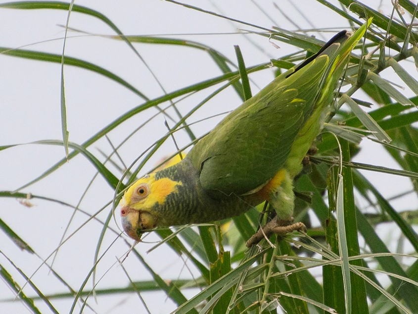 Yellowfaced Parrot eBird
