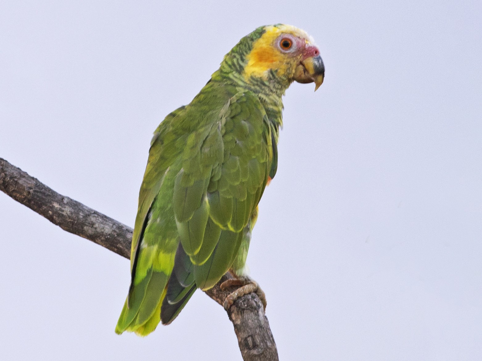 yellow green parakeet playing with toy