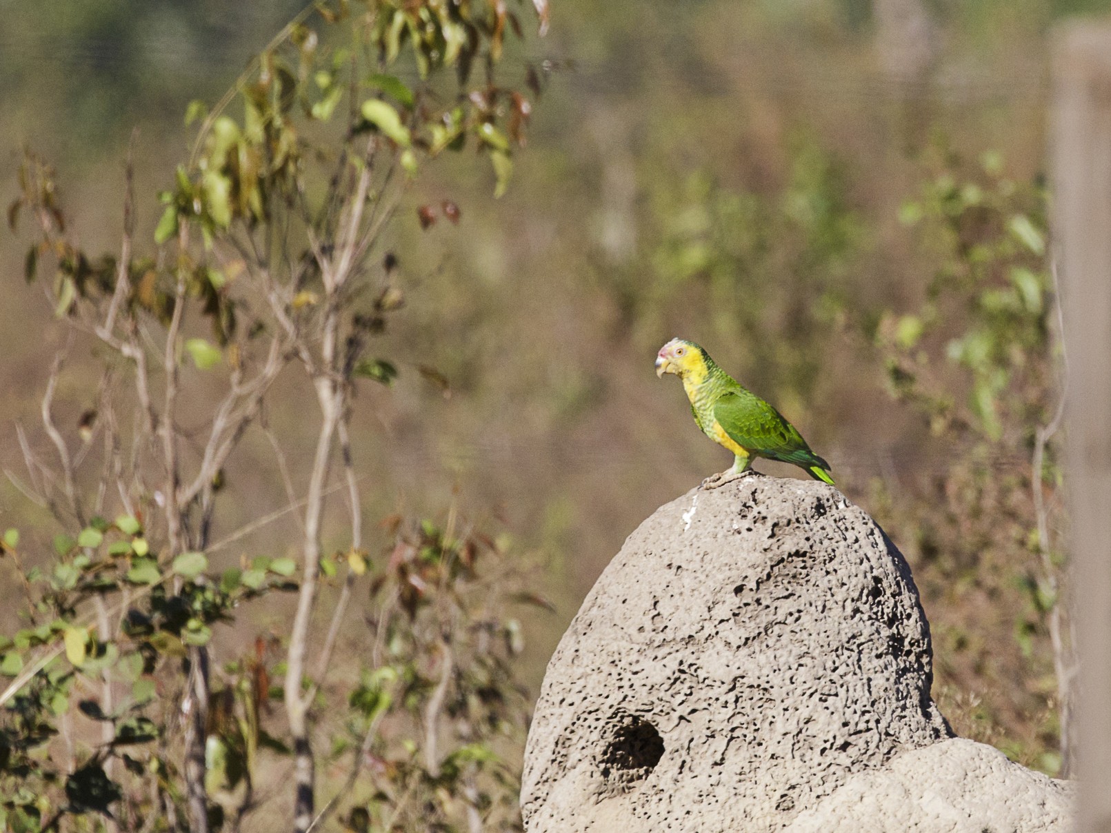 Yellow-faced Parrot - Silvia Faustino Linhares