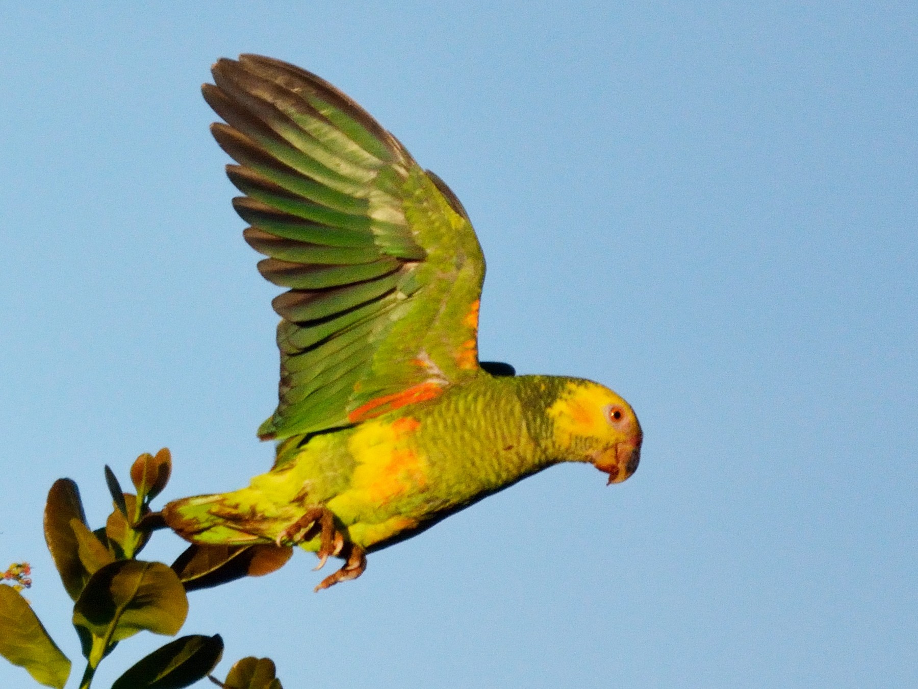 Yellow-faced Parrot - Rodrigo Ferronato
