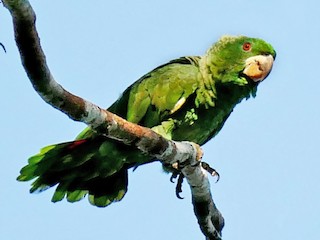  - Kawall's Parrot