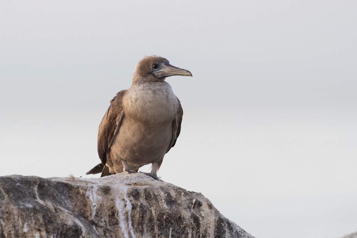 Red-footed Booby - ML188518041
