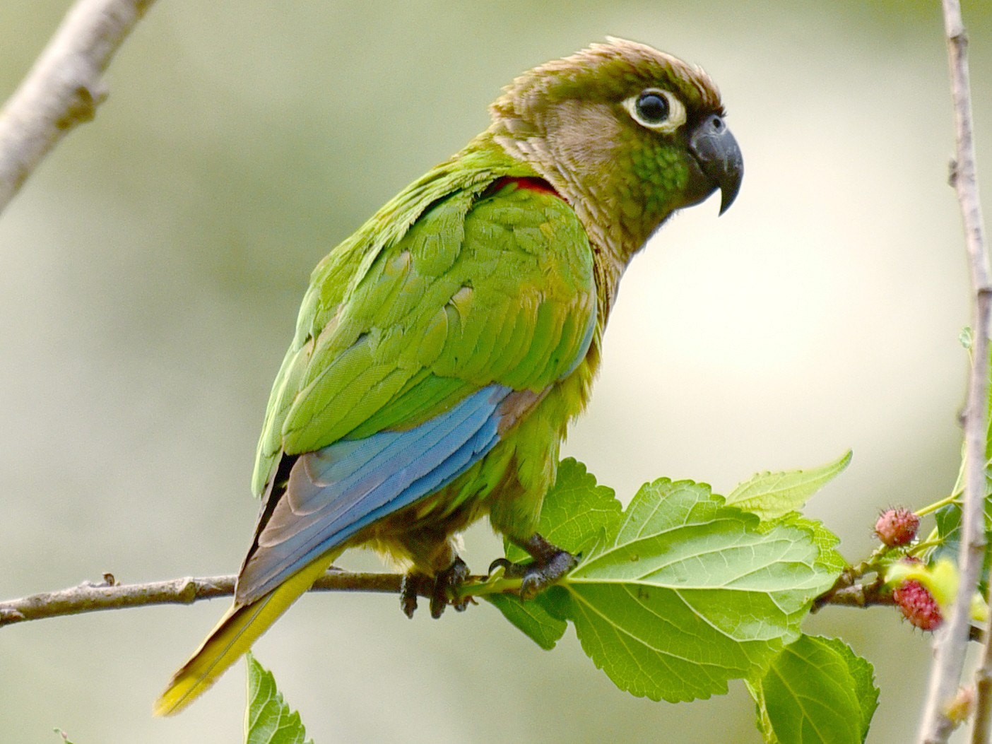 Blaze-winged Parakeet - Luiz Moschini