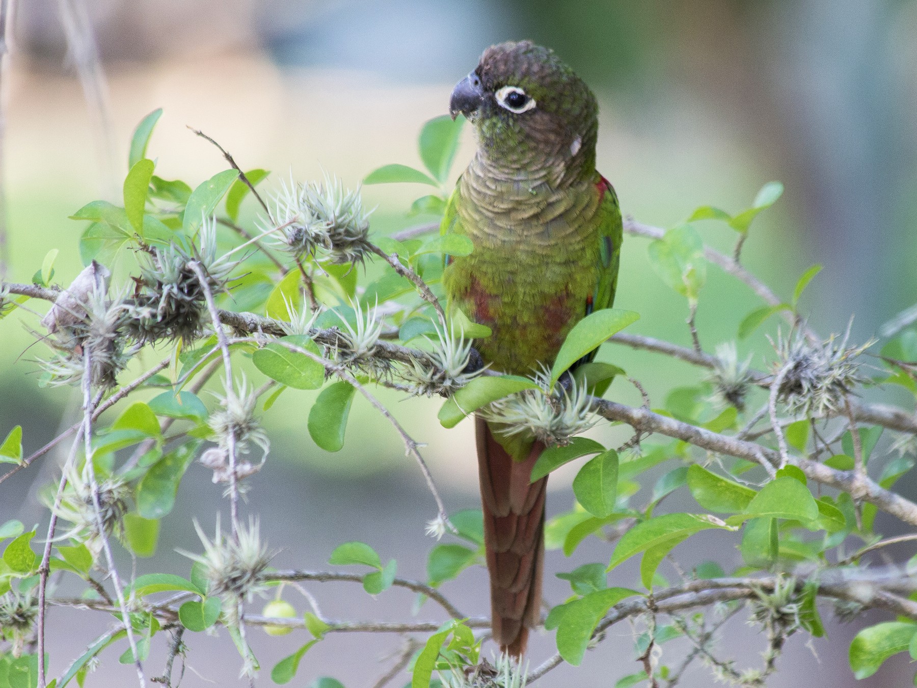 Blaze-winged Parakeet - Lorena Patrício