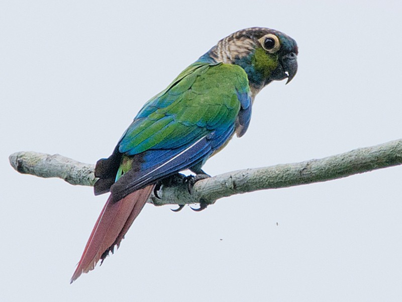 Pearly Parakeet - LUCIANO BERNARDES
