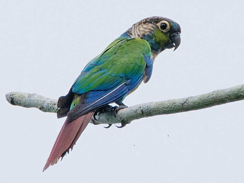 Tiriba-pérola - eBird