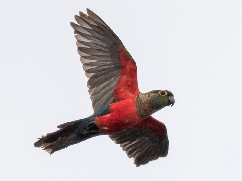 Crimson conure on sale