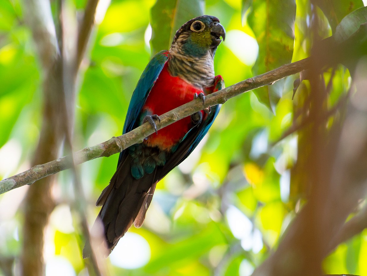 Crimson bellied outlet conure