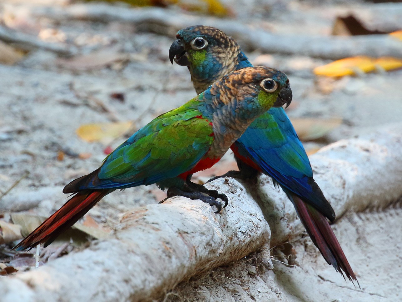 Crimson-bellied Parakeet - Dan Vickers