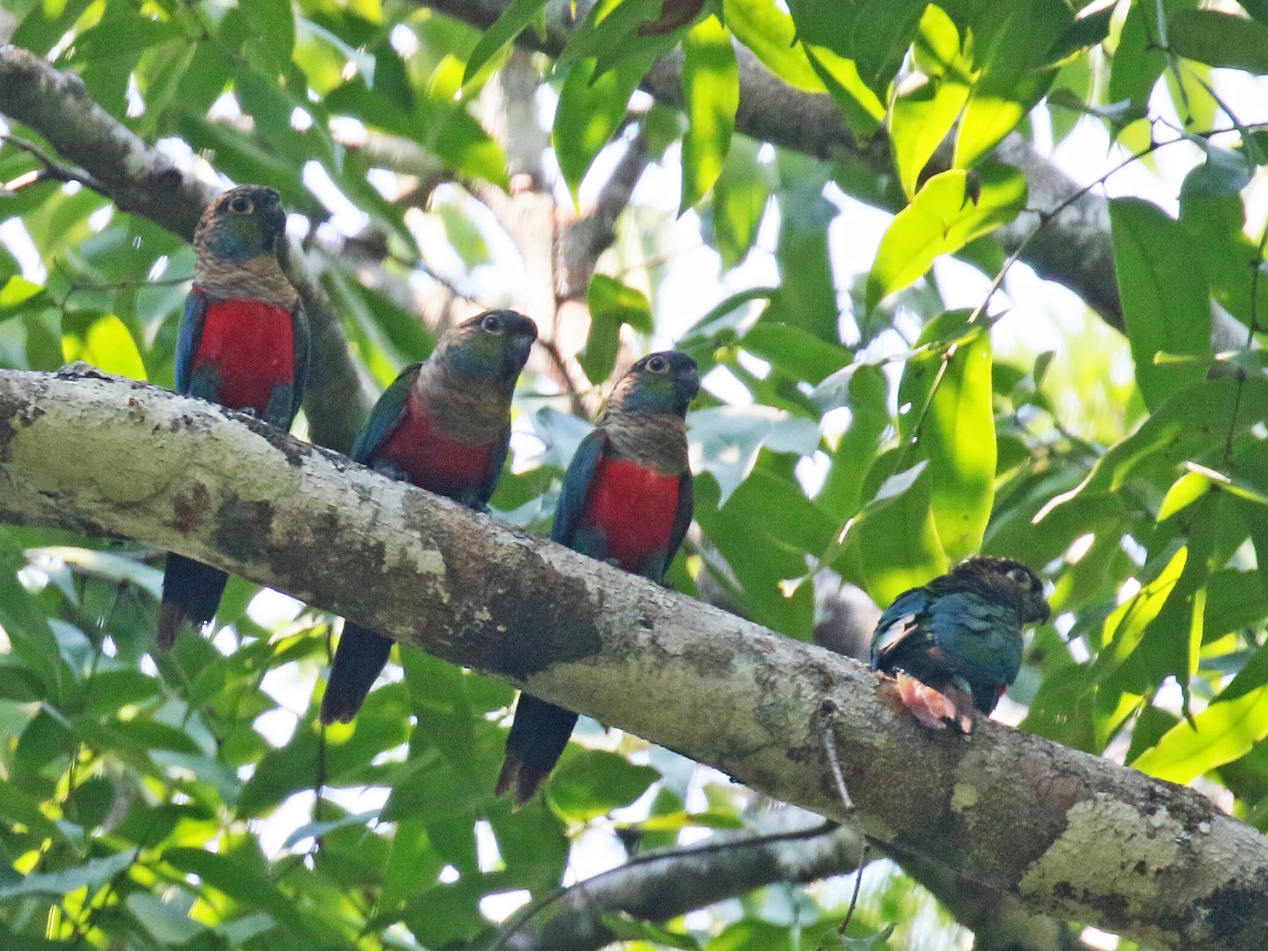 Crimson-bellied Parakeet - David Lang