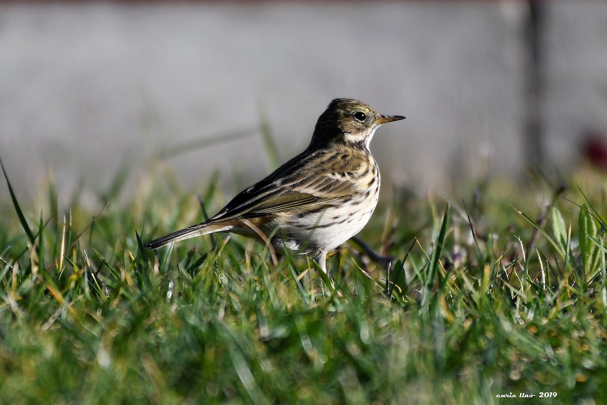 Meadow Pipit - ML188520041