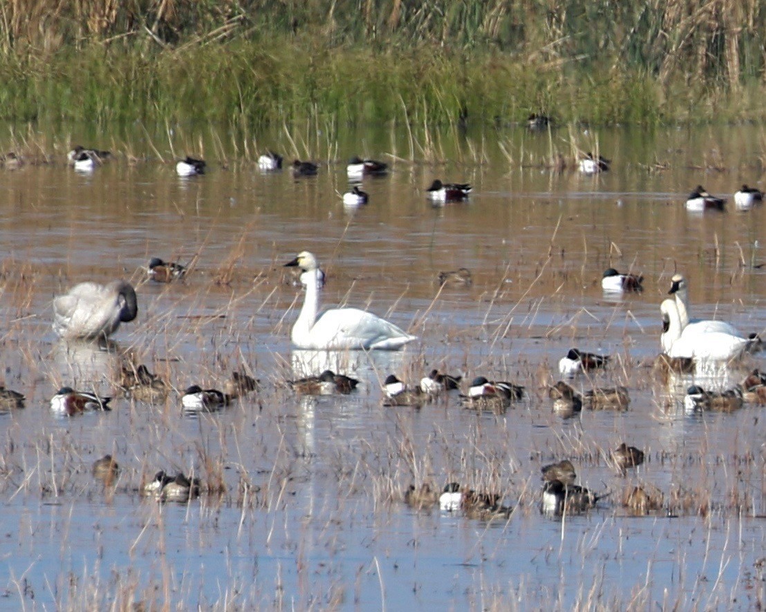 Ebird Checklist - 17 Nov 2019 - San Luis Nwr--waterfowl Tour Route - 48 