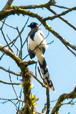 Magpie Tanager - ML188526791