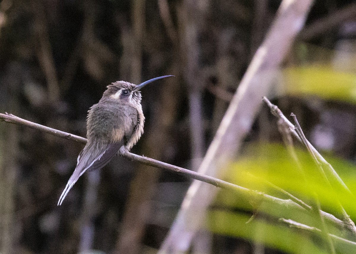 kolibřík temnohrdlý - ML188528121