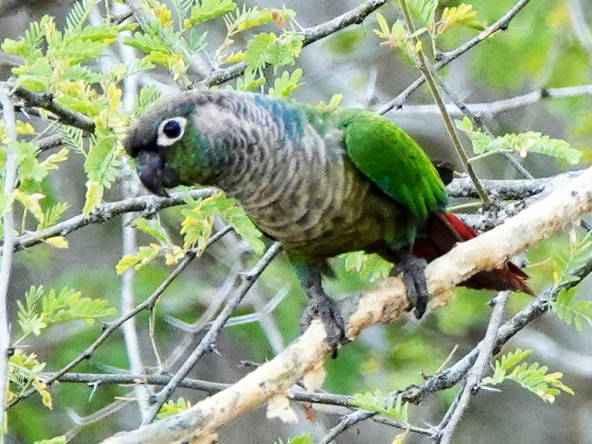 Green-cheeked Parakeet - Duston Larsen