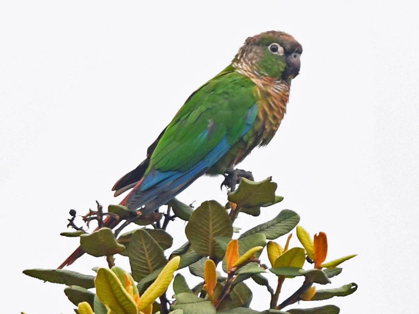 Green-cheeked Parakeet - Tini & Jacob Wijpkema