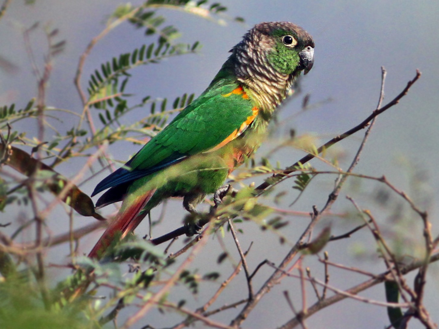 Green-cheeked Parakeet - Andrew Spencer