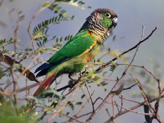  - Green-cheeked Parakeet