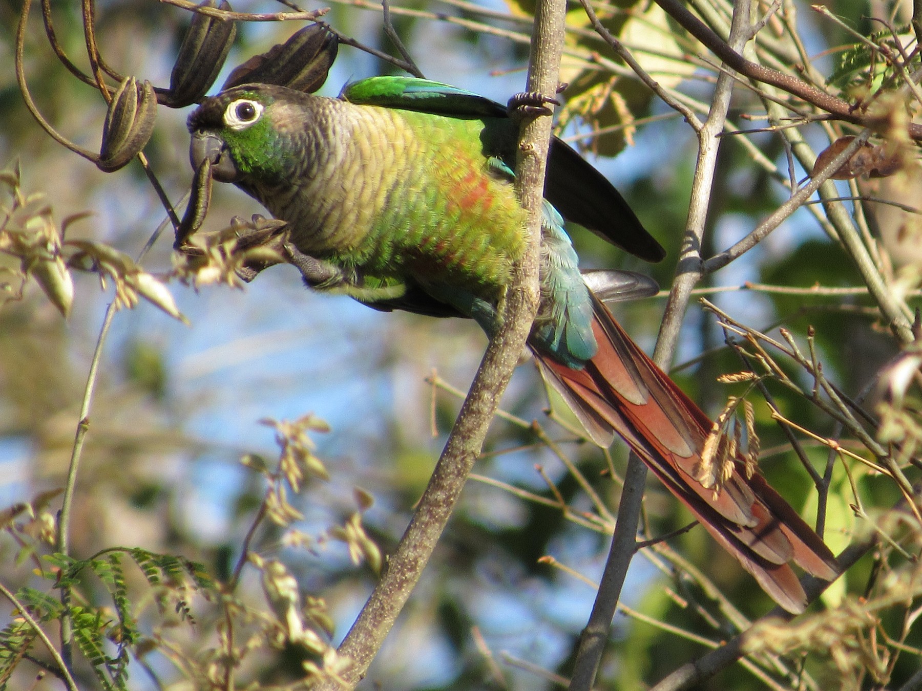 Green 2024 cheek parakeet