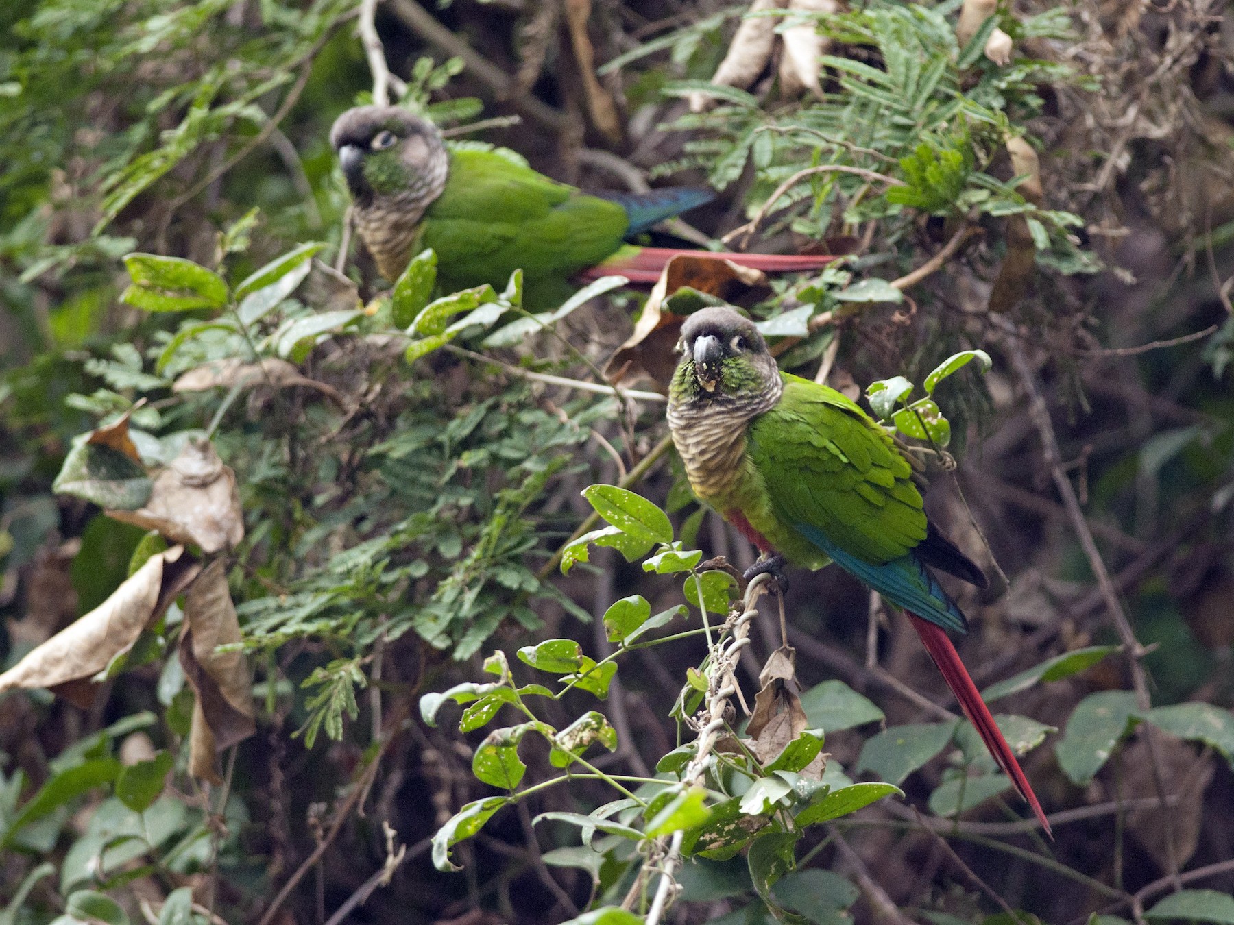 Green-cheeked Parakeet - Giselle Mangini