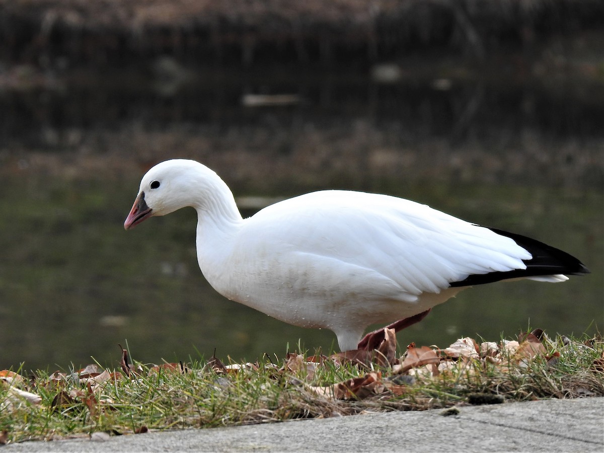 Snow x Ross's Goose (hybrid) - Susan Brauning