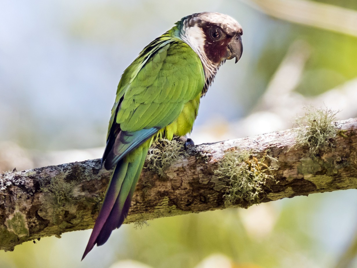 Gray-breasted Parakeet - Claudia Brasileiro