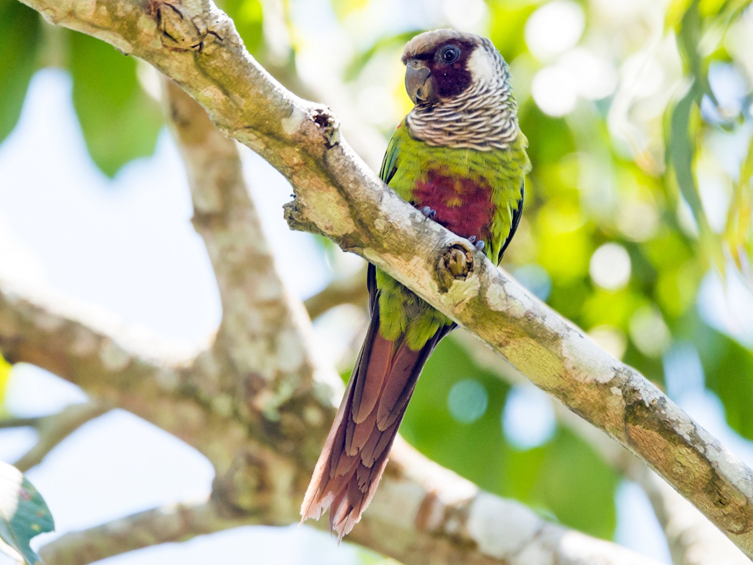 Gray-breasted Parakeet - Claudia Brasileiro