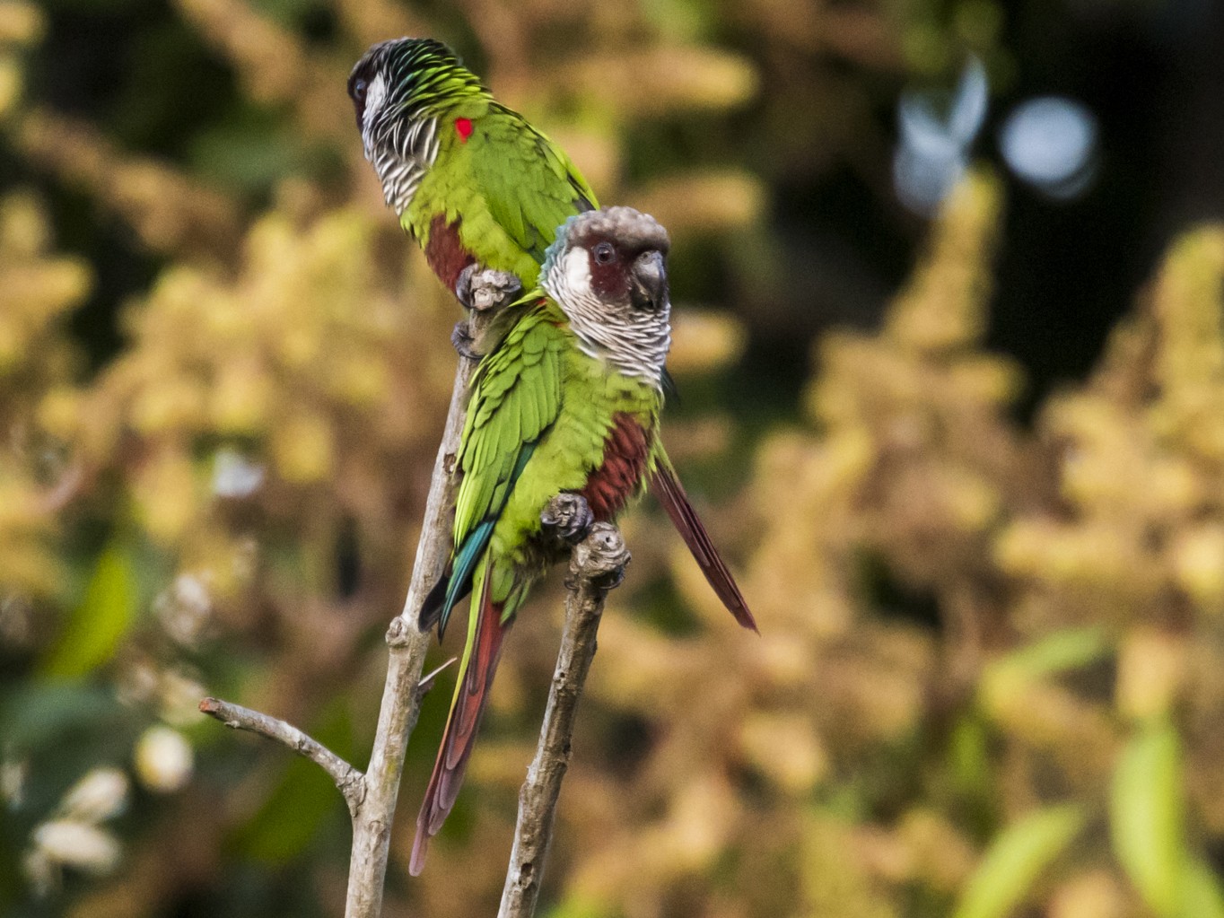 Gray-breasted Parakeet - Claudia Brasileiro